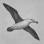 Avatar de Albatros