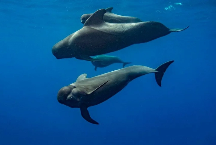 Espectáculo marino en La Guajira: avistamiento de delfines y ballenas piloto deslumbró a turistas